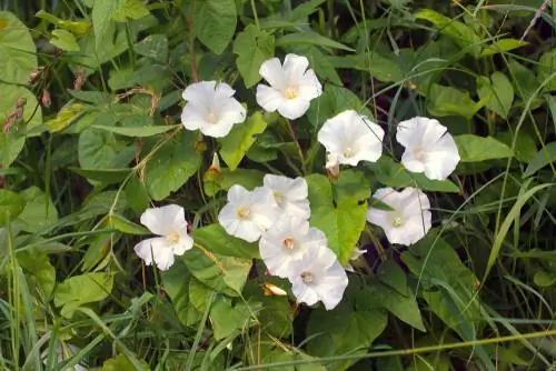 Ochtendglorie in de tuin: zijn deze klimplanten onkruid?