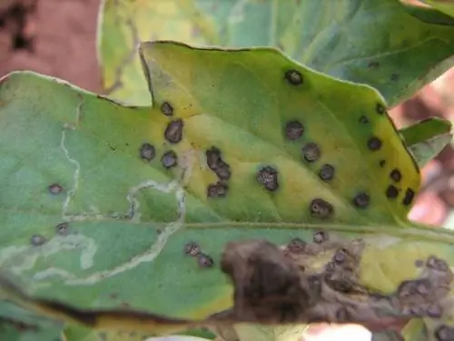 Enfermedad de la mancha foliar del tomate: ¿Qué hacer ante el ataque de hongos?