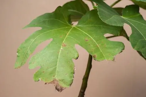 Macchia fogliare di piante ornamentali