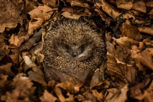 Hedgehog sover