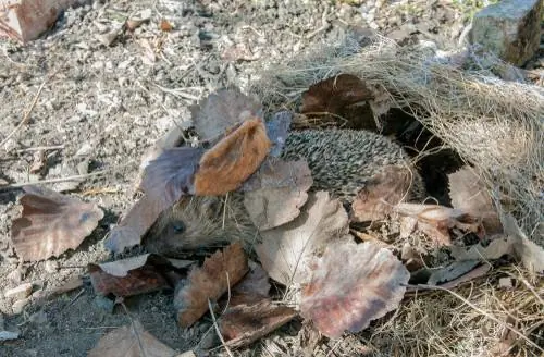 hedgehog hibernation