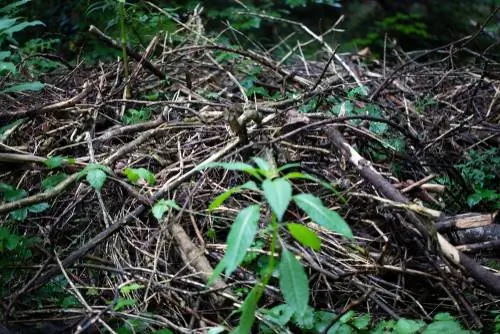 hedgehog hibernation