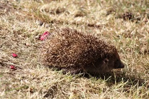 hibernação de ouriço