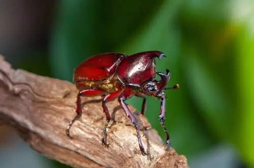 Scarab-kewers in die tuin: Hoe om hulle te herken en te bestry?