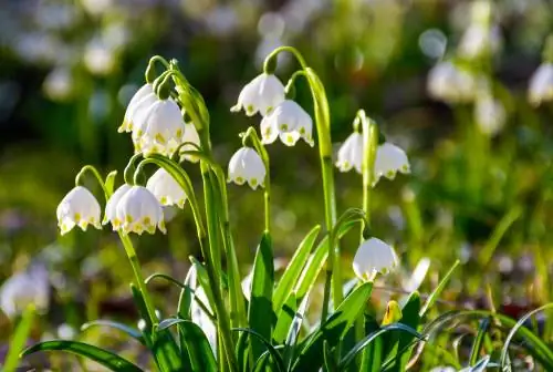 Hvornår blomstrer marts kopper?