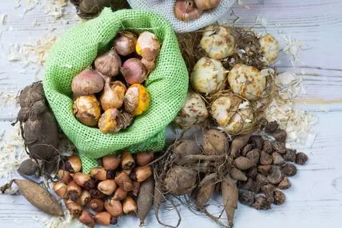 Plantation des coupelles de mars : Comment créer un tapis de fleurs