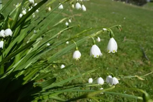 Märzenbecher Pavojus