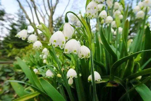 Coupe de mars du muguet