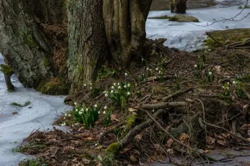 Märzenbecher in varstvo narave: Zakaj so zaščiteni?