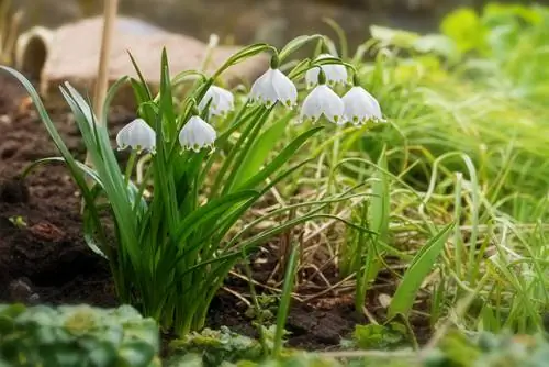 Cuidados de Märzenbecher: así prosperan en el jardín de casa