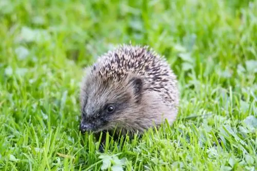 hedgehog poop