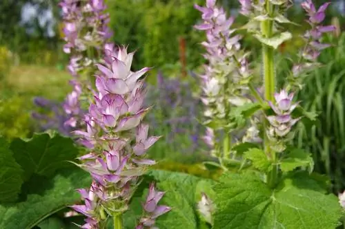 Clary sage bustani