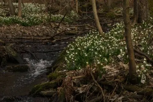 Märzenbecher în pădure