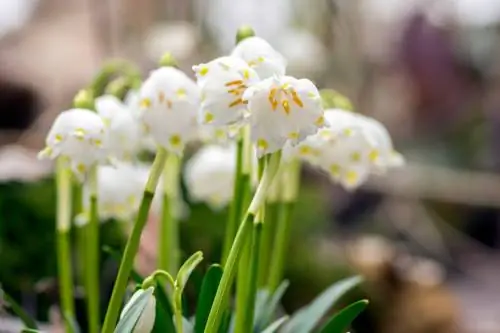 March cups and snowdrops: This is how they differ