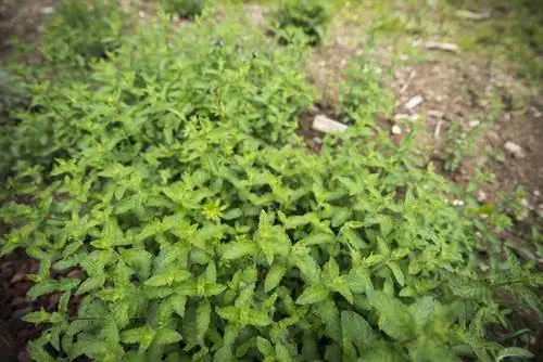 Menta de maduixa al jardí