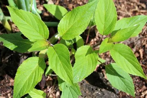 Pineapple sage in winter