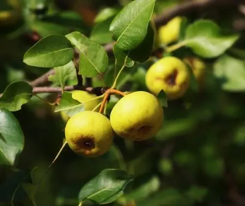 Utilisez de la poire sauvage