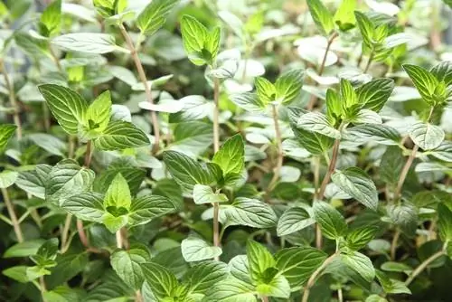 Menta de chocolate en el jardín.