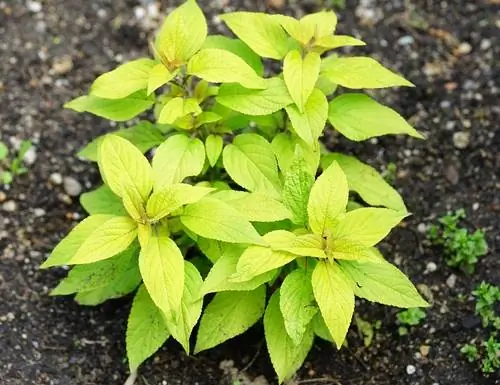 Pineapple sage hardy? Wintering methods & tips