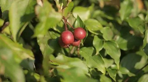 Haagplanten: De wilde appel als natuurlijke blikvanger