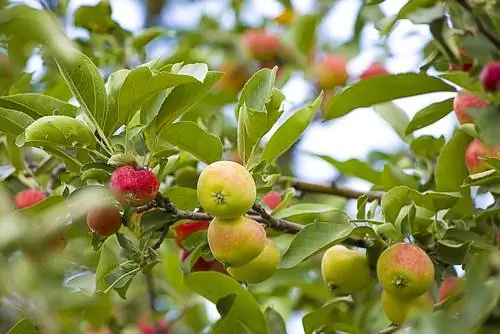 Comer manzana silvestre