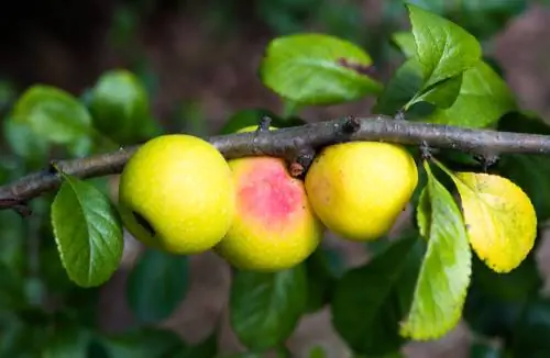 Wilde appels eten: zijn ze geschikt voor consumptie?