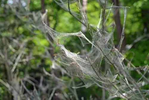 Web moths at Pfaffenhütchen: prevention and control