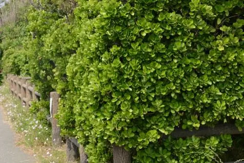 Cut spindle bush