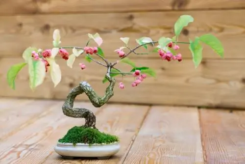 Bonsai d'arbust de fus