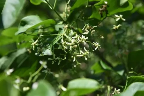 Fiore del cespuglio del fuso