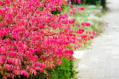 Lokasyon ng spindle bush