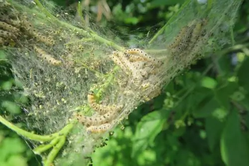 Spindle bush pests