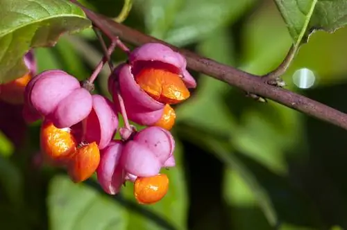 Spindle bush fruit