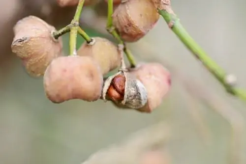 Տարածեք spindle bush