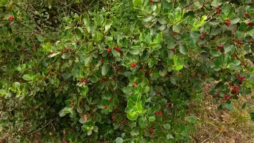 Buckthorn in the garden