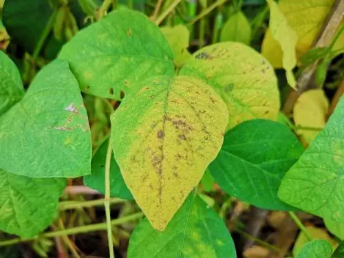 beans-yellow-leaves