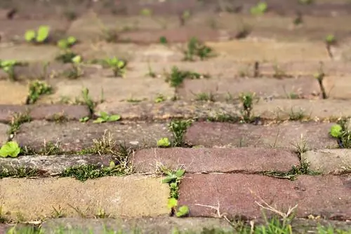 poussière de pierre contre les mauvaises herbes