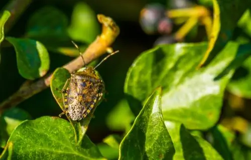 Insecto de hoja gris