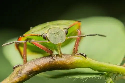 insecto de la hoja