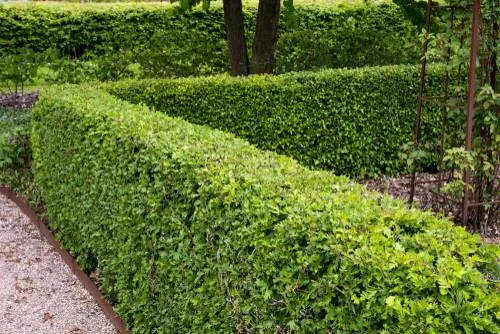 alternatief voor buxus