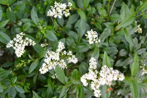 alternatief voor buxus