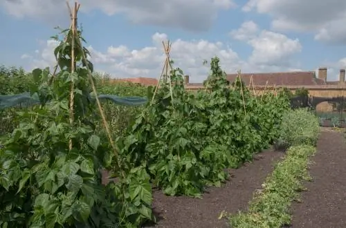 Construisez votre propre aide à l'escalade des haricots