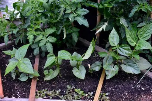 Plantar frijoles y tomates juntos