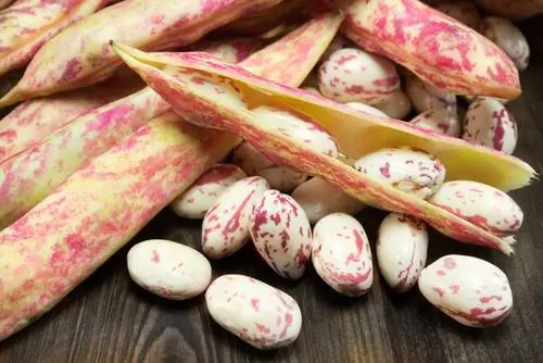 Borlotti bone verbouing