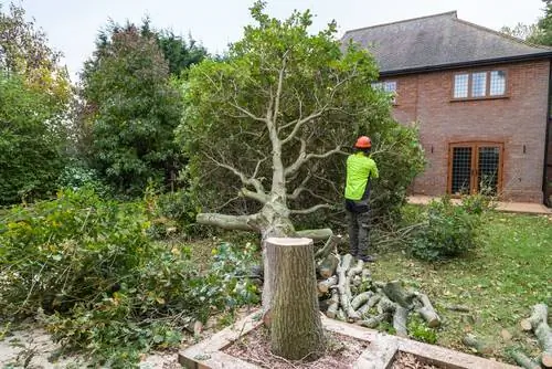 Felling trees on private property: What do you have to pay attention to?