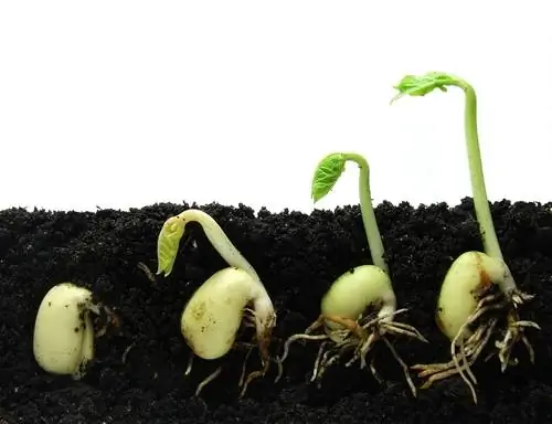 tempo di germinazione dei fagioli