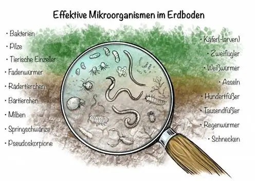 Microorganismes efectius al sòl