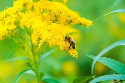 jardin respectueux des abeilles