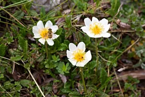 bijenvriendelijke tuin