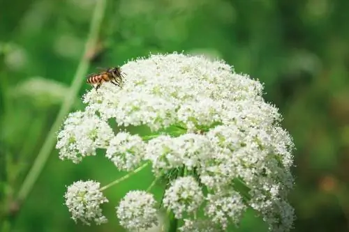 bijenvriendelijke tuin